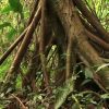 los haitises rain forest